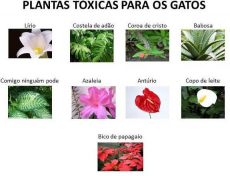 Plantas tóxicas