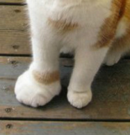 edema das patas